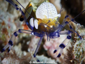 Clown shrimp by Aleksandr Marinicev 